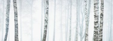 Yoğun beyaz bir sis altında görkemli ormanın resimli panoramik manzarası. Atmosferik manzara. Ekoloji, çevre, saf doğa.