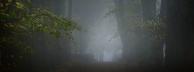 Almanya 'da, yoğun bir sabah sisinde, eski uzun altın ıhlamur ağaçlarının arasından geçen boş bir çakıl yolu. Şehir parkında bir sokak. Doğal tünel. Gizemli sonbahar manzarası. Resmi kavra