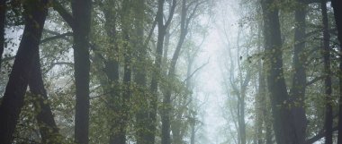 Yoğun bir sabah sisinde altın ıhlamur ağaçlarının alçak açılı görüntüsü. Şehir parkında bir sokak. Doğal tünel. Gizemli sonbahar manzarası. Doğa, mevsimler