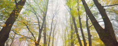 Yoğun bir sabah sisinde altın ıhlamur ağaçlarının alçak açılı görüntüsü. Şehir parkında bir sokak. Doğal tünel. Gizemli sonbahar manzarası. Doğa, mevsimler