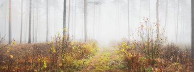 Beyaz bir sis içinde çam ormanının içinden tek şeritli kırsal yol (patika). Atmosferik sonbahar manzarası. Finlandiya
