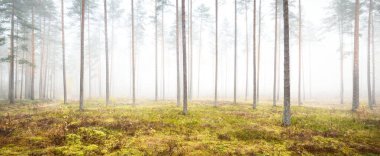 Sisli sonbahar ormanının panoramik manzarası. Yeşil çimenler, yerde kırmızı ve turuncu yapraklar, çalılar, bitkiler, uzun yosunlu çam ağaçlarının gövdeleri. Finlandiya 'da çevre koruma