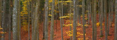 Altın yosunlu kayın ağaçları yakın plan. Karanlık gizemli orman. Peri sonbahar manzarası. Saf güneş ışığı gövdenin içinden geçiyor.