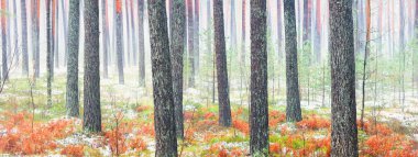 Sisli yemyeşil ormanda ilk kar. Yeşil çimenler, yerde kırmızı ve turuncu yapraklar, güçlü çam ağaçları. Finlandiya 'da kış başları. Atmosferik manzara