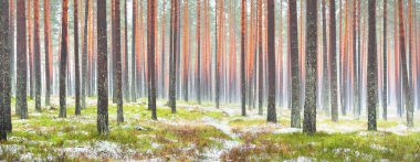 Sisli yemyeşil ormanda ilk kar. Yeşil çimenler, yerde kırmızı ve turuncu yapraklar, güçlü çam ağaçları. Finlandiya 'da kış başları. Atmosferik manzara