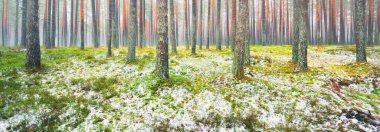 Sisli yemyeşil ormanda ilk kar. Yeşil çimenler, yerde kırmızı ve turuncu yapraklar, güçlü çam ağaçları. Finlandiya 'da kış başları. Atmosferik manzara