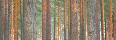 Karla kaplı çam ağacı ormanı. Kar fırtınası. Her daim yeşil olan ağaçlar. Karanlık atmosferik manzara. Idyllic kırsal kesim. Kış Harikalar Diyarı. Panoramik manzara. Saf doğa, iklim değişikliği, mevsim