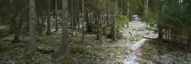 Karla kaplı tepenin ardında görkemli yeşil bir orman, güçlü çam ağaçları ve çam ağaçları, yakın ağaç kütükleri. Ağaç gövdelerinin arasından gün ışığı. Karanlık kış sahnesi. Finlandiya