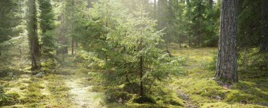 Karanlık, görkemli, yemyeşil orman. Güneş güçlü çam ve çam ağaçlarının arasından ışıldıyor. Baharın başında. Finlandiya. Saf doğa. Ekoloji, doğa yürüyüşü, sağlıklı yaşam tarzı kavramları