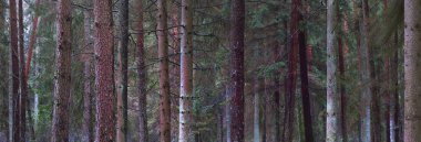 Sisli yemyeşil ormanın panoramik manzarası. Güçlü çam ağaçları, yosun, eğreltiotu. Karanlık atmosferik manzara. Estonya