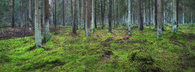 Sisli yemyeşil ormanın panoramik manzarası. Güçlü çam ağaçları, yosun, eğreltiotu. Karanlık atmosferik manzara. Estonya