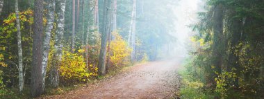 Rengarenk altın huş ağaçlarının arasından kırsal bir yol, bembeyaz bir sabah sisinde her zaman yeşil yapraklar ve çam ağaçları. Idyllic sonbahar manzarası. Sisli orman manzarası. Kemeri Milli Parkı, Letonya