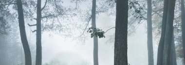 Yoğun beyaz sisli, yeşil ormanın resimli panoramik manzarası. Atmosferik manzara. Ekoloji, çevre, saf doğa.