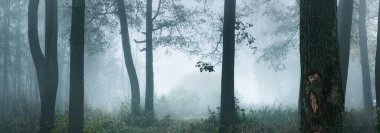 Karanlık mistik ormandan geçen bir patika. Yoğun bir sabah sisinde uzun ağaç siluetleri. Işık gövdelerin arasından akıyor. Ürkütücü bir manzara. Fantezi, masal, sessizlik