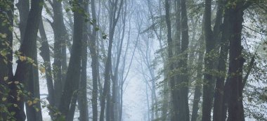 Yoğun bir sabah sisinde altın ıhlamur ağaçlarının alçak açılı görüntüsü. Şehir parkında bir sokak. Doğal tünel. Gizemli sonbahar manzarası. Doğa, mevsimler