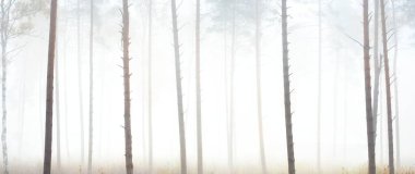 Yoğun beyaz sisli, yeşil ormanın resimli panoramik manzarası. Atmosferik manzara. Ekoloji, çevre, saf doğa.