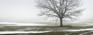 Kır arazisi ve yaprakları olmayan yalnız bir meşe ağacı kalın bir siste, yakın planda kasvetli gökyüzüne karşı. Koyu renk siluet. Sanat, monokrom, grafik minimalizm, yalnızlık, sessizlik, fantezi