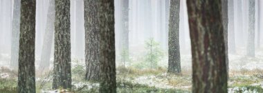 Sisli yemyeşil ormanda ilk kar. Yeşil çimenler, yerde kırmızı ve turuncu yapraklar, güçlü çam ağaçları. Finlandiya 'da kış başları. Atmosferik manzara