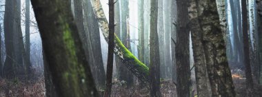 Eski yosunlu huş ağaçları, yoğun bir sabah sisinde siluetler. Işık gövdelerin arasından akıyor. Karanlık mistik orman sahnesi. Ürkütücü bir manzara. Fantezi, masal, sessizlik