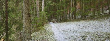 Kuzey Evergreen ormanının görkemli tepelerinden geçen yol. Altın yapraklar, güçlü çam ve çam ağaçları, ağaç kütükleri, buzullar, ilk kar. Panoramik manzara. Atmosferik manzara. Doğa, ekoloji