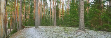 Kuzey Evergreen ormanının görkemli tepelerinden geçen yol. Altın yapraklar, güçlü çam ve çam ağaçları, ağaç kütükleri, buzullar, ilk kar. Panoramik manzara. Atmosferik manzara. Doğa, ekoloji