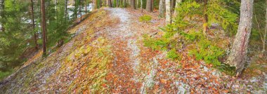 Kuzey Evergreen ormanının görkemli tepelerinden geçen yol. Altın yapraklar, güçlü çam ve çam ağaçları, ağaç kütükleri, buzullar, ilk kar. Panoramik manzara. Atmosferik manzara. Doğa, ekoloji