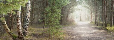 Kozalaklı bir ormandaki eski ladin ve çam ağaçlarının arasından geçen toprak bir yol. Ağaç gövdelerinde güneş ışınları ve sabah sisi. Baharın başında. Letonya