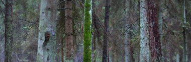 Sisli yemyeşil ormanın panoramik manzarası. Güçlü çam ağaçları, yosun, eğreltiotu. Karanlık atmosferik manzara. Estonya