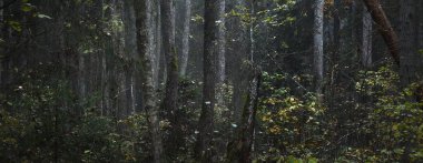 Karışık bir kozalaklı ormanda sabah sisi. Çam, köknar ve huş ağaçlarını yakından çek. Karanlık, gizemli sonbahar manzarası. Ağaç gövdelerinden akan güneş ışığı. Kemeri Milli Parkı, Letonya