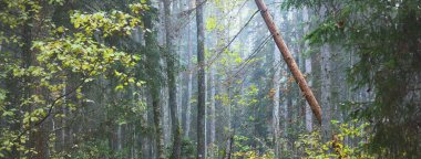 Karışık bir kozalaklı ormanda sabah sisi. Çam, köknar ve huş ağaçlarını yakından çek. Karanlık, gizemli sonbahar manzarası. Ağaç gövdelerinden akan güneş ışığı. Kemeri Milli Parkı, Letonya