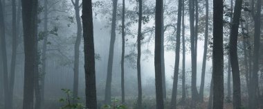 Yoğun beyaz bir sis altında görkemli ormanın resimli panoramik manzarası. Atmosferik manzara. Ekoloji, çevre, saf doğa.