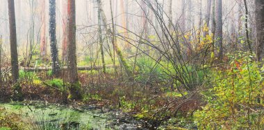 Yoğun beyaz bir sabah sisinde yeşil bataklık ve orman. Ağaç gövdelerinden akan ışık. Almanya. Ekosistemler, ekoloji, çevre koruma