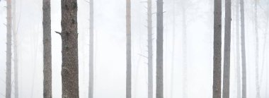 Yoğun beyaz sisli, yeşil ormanın resimli panoramik manzarası. Atmosferik manzara. Ekoloji, çevre, saf doğa.