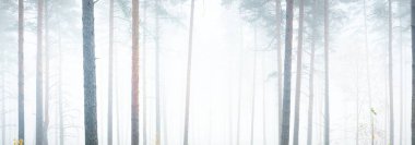 Yoğun beyaz sisli, yeşil ormanın resimli panoramik manzarası. Atmosferik manzara. Ekoloji, çevre, saf doğa.