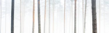 Yoğun beyaz sisli, yeşil ormanın resimli panoramik manzarası. Atmosferik manzara. Ekoloji, çevre, saf doğa.