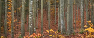 Altın yosunlu kayın ağaçları yakın plan. Karanlık gizemli orman. Peri sonbahar manzarası. Saf güneş ışığı gövdenin içinden geçiyor.
