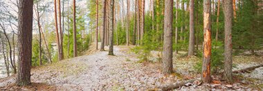 Kuzey Evergreen ormanının görkemli tepelerinden geçen yol. Altın yapraklar, güçlü çam ve çam ağaçları, ağaç kütükleri, buzullar, ilk kar. Panoramik manzara. Atmosferik manzara. Doğa, ekoloji