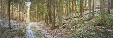 Karla kaplı tepenin ardında görkemli yeşil bir orman, güçlü çam ağaçları ve çam ağaçları, yakın ağaç kütükleri. Ağaç gövdelerinin arasından gün ışığı. Karanlık kış sahnesi. Finlandiya