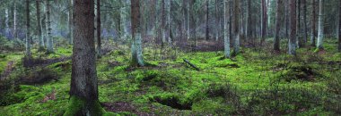 Sisli yemyeşil ormanın panoramik manzarası. Güçlü çam ağaçları, yosun, eğreltiotu. Karanlık atmosferik manzara. Estonya