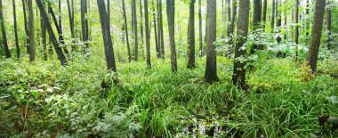 Bataklık yaprak döken orman, yosun, eğrelti otu, bitkiler. Güneş ışınları eski ağaç gövdelerinden akıyor. Yeşil bataklık. Huzurlu bir manzara. Ekoloji, ekosistemler, çevre koruma teması