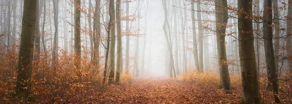 Mystérieuse Forêt Majestueuse Hêtres Dorés Dans Épais Brouillard Des Arbres — Photo