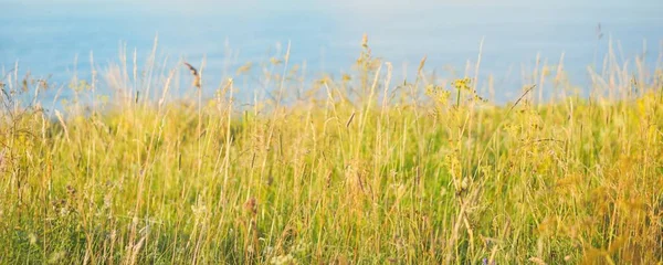 Luftaufnahme Von Den Klippen Nahe Der Ostseeküste Paldiski Grüne Pflanzen — Stockfoto