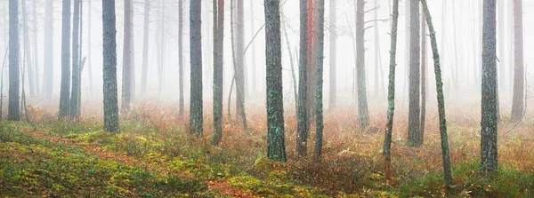 Nevoeiro Matutino Numa Floresta Coníferas Mistas Pinheiro Abeto Nas Colinas — Fotografia de Stock