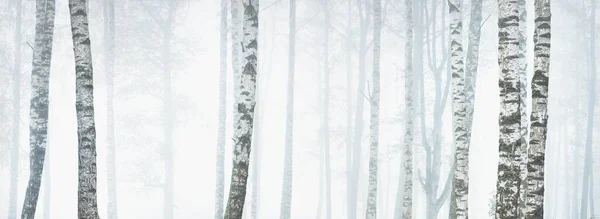 Pittoresk Panoramautsikt Över Den Majestätiska Skogen Tjock Vit Dimma Atmosfäriskt — Stockfoto
