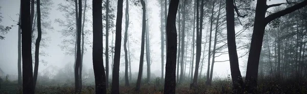 高大的树在浓密的晨雾中显得轮廓分明 光线流过树干 黑暗神秘的森林场景 可怕的风景 — 图库照片