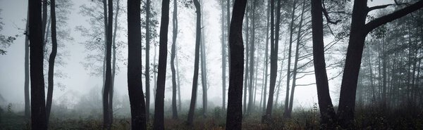 Tall tree silhouettes in a thick morning fog. The light flowing through the trunks. Dark mystical forest scene. Creepy landscape. Fantasy, fairy tale, silence