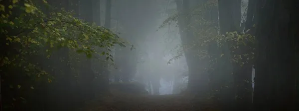 Uma Estrada Cascalho Vazia Através Das Velhas Tílias Douradas Num — Fotografia de Stock