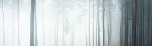 Живописный Панорамный Пейзаж Вечнозеленого Леса Густом Белом Тумане Атмосферный Пейзаж — стоковое фото