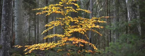 小さな若い黄金のブナの木のクローズアップ 暗い森だ 妖精の秋の風景 幹を通して純粋な朝の日差し — ストック写真