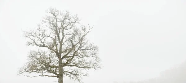 Campo Campo Carvalho Solitário Sem Folhas Contra Céu Sombrio Uma — Fotografia de Stock